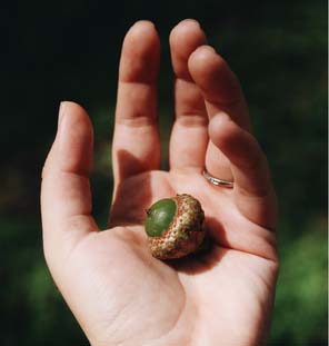 hand holding acorn