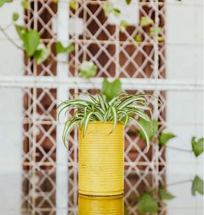 Close up image of pot with plant 
