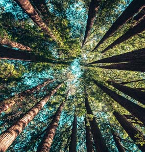 close up of trees