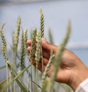 close up of hand grabbing plant