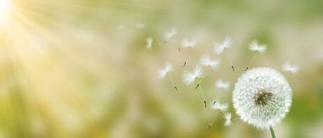close up image of dandelions