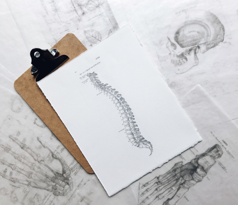 skeleton on a paper 