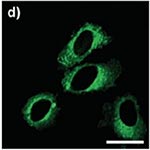 Discrepancies in research image data-1